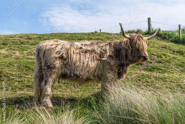 Obraz Scottish Highlands Cow, long-haired cow, grazes on grass in a field in the Scottish countryside