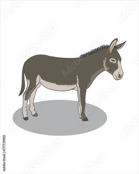 Fototapeta Adult grey Donkey - vector drawing - isolate white background