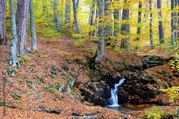 Obraz Waterfall in the forest in autumn