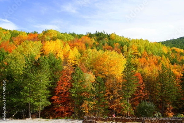 Obraz Autumn forest landscape