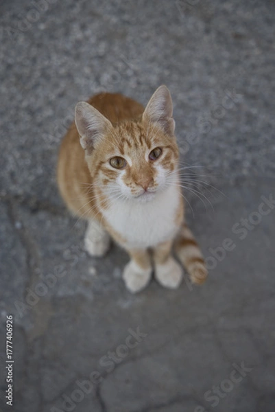 Fototapeta Ginger tabby cat looking up from asphalt