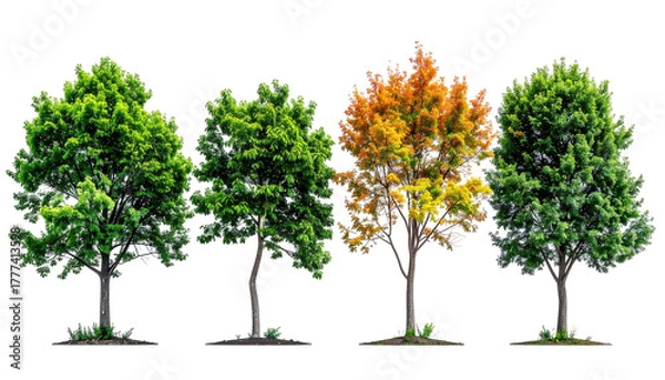 Fototapeta Four diverse trees transition, green to autumn