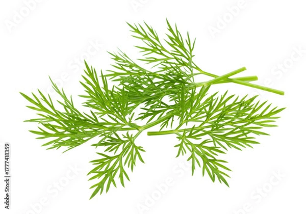 Obraz Isolated Dill sprig or twig, an herb for cooking and flavouring meals and a spice ingredient