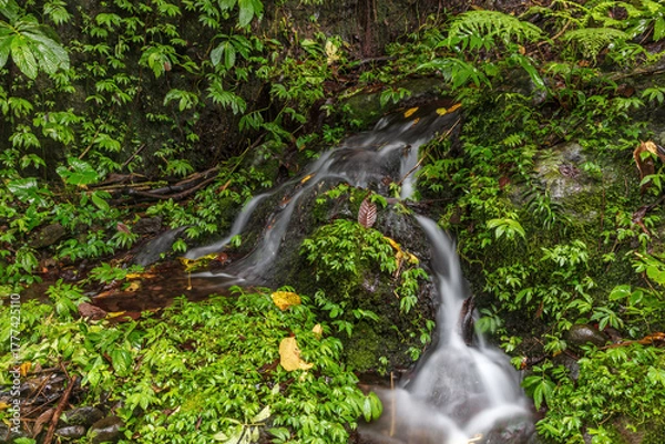 Fototapeta Stream cascading across rocks down rocky slope in tropical rainforest in Bali, Indonesia, surrounded by lush green foliage.
