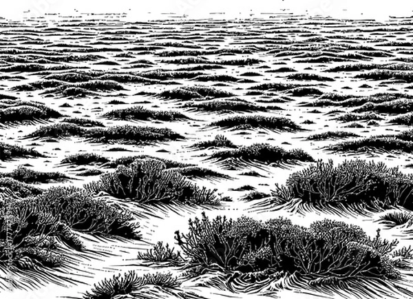 Obraz A black and white illustration using a hatching technique to depict sparse vegetation on a flat, sandy landscape. The textured sky suggests an open, arid environment.