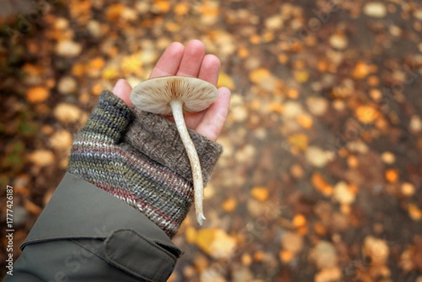 Fototapeta mycena mushroom in hand close up outdoor, abstract natural background. harvest time, picking fungi. Forest aesthetic. atmosphere fall season image. soft focus