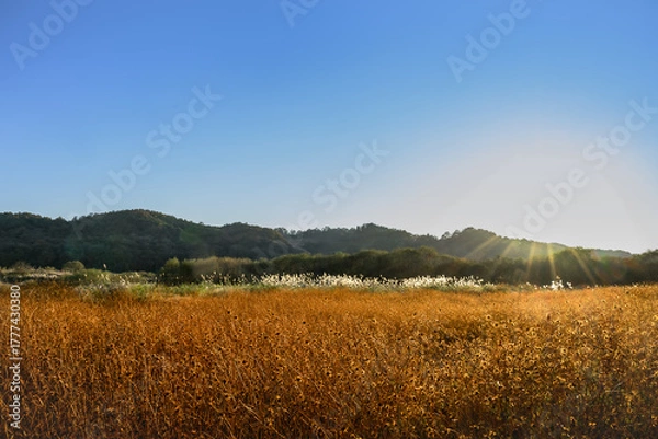 Obraz 푸른 하늘과 갈색 풀들 사이의 억새풀 