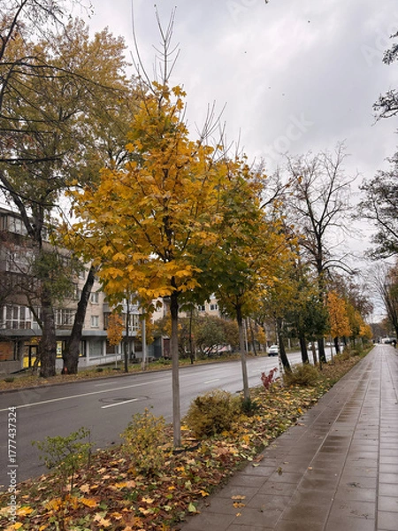 Obraz Vibrant Autumn Foliage Lining a City Sidewalk