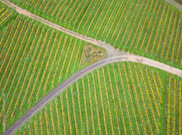 Obraz Vignes en automne