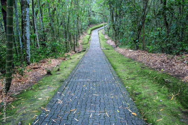 Fototapeta Path through the jungle in San Agustin, Colombia