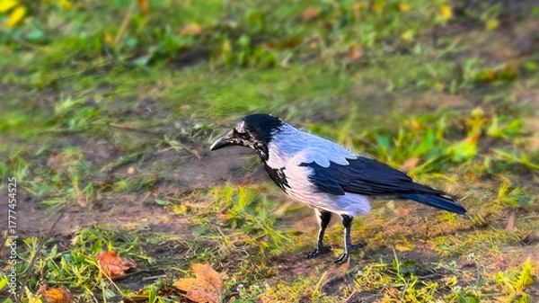 Obraz Close-up of a hooded crow standing on the ground in autumn park, surrounded by grass and fallen leaves in soft sunlight. Wildlife photography with natural colors and blurred background.
