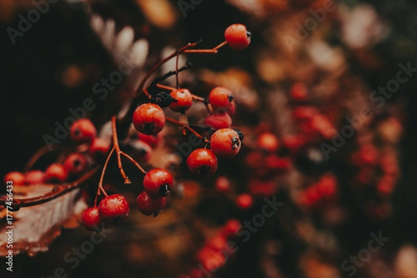 Obraz Close-up of vibrant orange red berries on a branch against a dark background. These bright berries offer a striking contrast against the blurred, moody backdrop of the natural world. Autumnal nature.