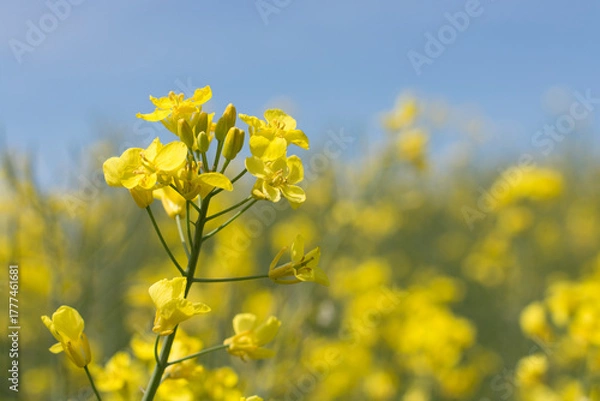 Obraz Rapspflanze und Rapsfeld im Sommer