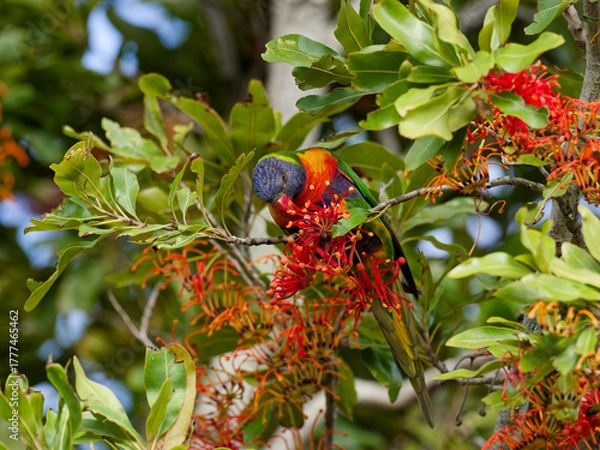 Fototapeta Rainbow Lorikeet (Trichoglossus moluccanus) perched in a flowering Australian Firewheel Tree (stenocarpus sinuatus).