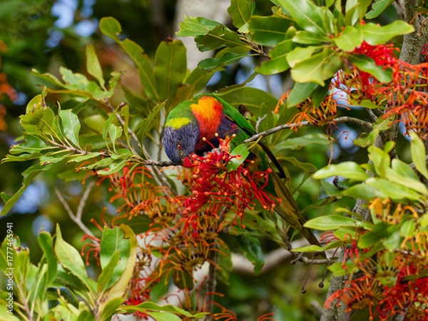 Fototapeta Rainbow Lorikeet (Trichoglossus moluccanus) perched in a flowering Australian Firewheel Tree (stenocarpus sinuatus).