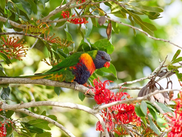Fototapeta Rainbow Lorikeet (Trichoglossus moluccanus) perched in a flowering Australian Firewheel Tree (stenocarpus sinuatus).