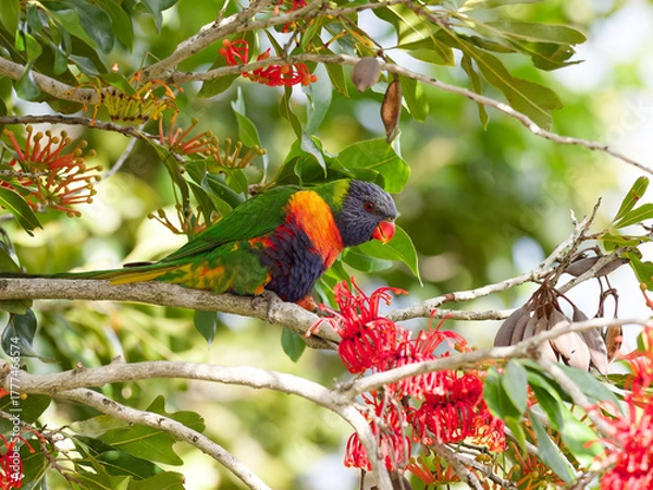 Fototapeta Rainbow Lorikeet (Trichoglossus moluccanus) perched in a flowering Australian Firewheel Tree (stenocarpus sinuatus).