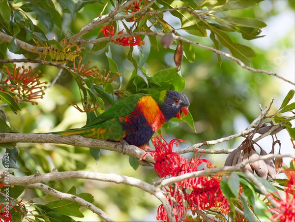 Obraz Rainbow Lorikeet (Trichoglossus moluccanus) perched in a flowering Australian Firewheel Tree (stenocarpus sinuatus).