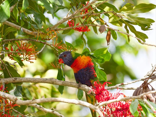 Fototapeta Rainbow Lorikeet (Trichoglossus moluccanus) perched in a flowering Australian Firewheel Tree (stenocarpus sinuatus).