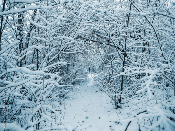 Fototapeta Trees, bushes and path covered with snow.