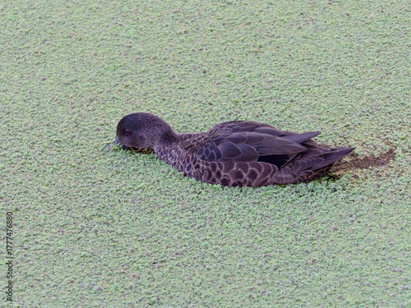 Obraz Female Chestnut Teal (Anas castanea) swimming in a pond covered in green algae with face down feeding.