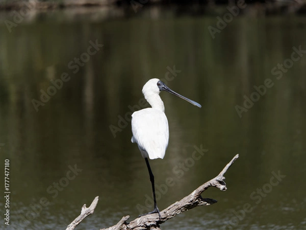 Fototapeta Royal Spoonbill (Platalea regia) perched  with one leg on a dead tree branch overlooking a swamp.