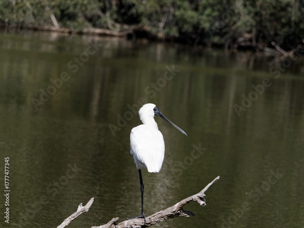 Fototapeta Royal Spoonbill (Platalea regia) perched  with one leg on a dead tree branch overlooking a swamp.