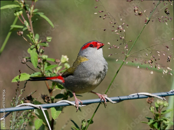 Fototapeta Red-browed Finch (Neochmia temporalis) perched on a wire fence feeding on grass seeds.