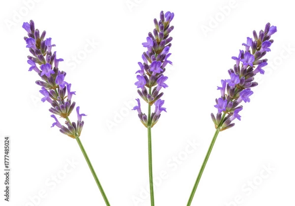 Fototapeta Isolated bunch of lavender flowers with violet blooms and green stems against light backdrop