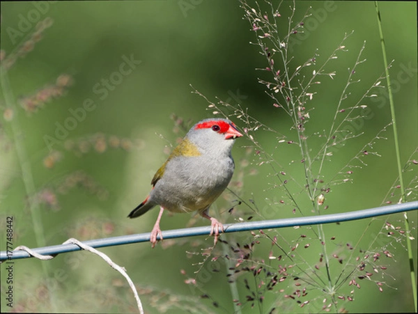 Fototapeta Red-browed Finch (Neochmia temporalis) perched on a wire fence feeding on grass seeds with green bokeh background.