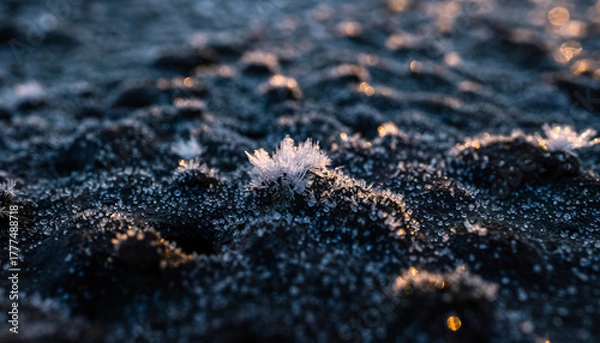 Obraz Close-up of frosty soil with small plants at sunrise or sunset with warm tones