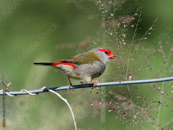Fototapeta Red-browed Finch (Neochmia temporalis) perched on a wire fence feeding on grass seeds with green bokeh background.