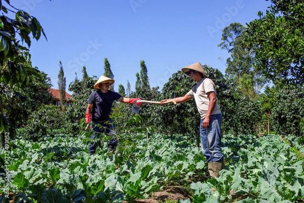 Fototapeta Farmers Working Together Tending to Crops in Vibrant Field