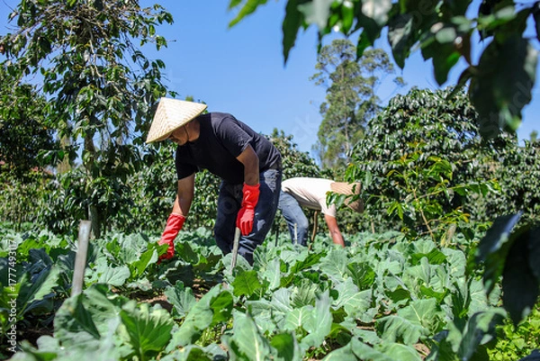 Fototapeta Two Farmers Cultivating Fresh, Organic Vegetables With Care in Vibrant Sunny Field