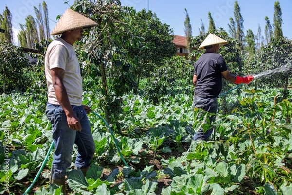 Fototapeta Farmers Watering Vibrant Crops in Lush Green Field Showcasing Sustainable Agriculture