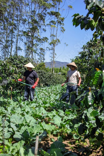 Fototapeta Two Farmers Watering Crops in Lush Field Showcasing Sustainable Agriculture and Beauty of Rural Life