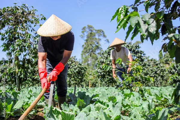 Fototapeta Asian Farmers Tending Fertile Vegetable Crops, Harvesting Fresh Produce in Vibrant