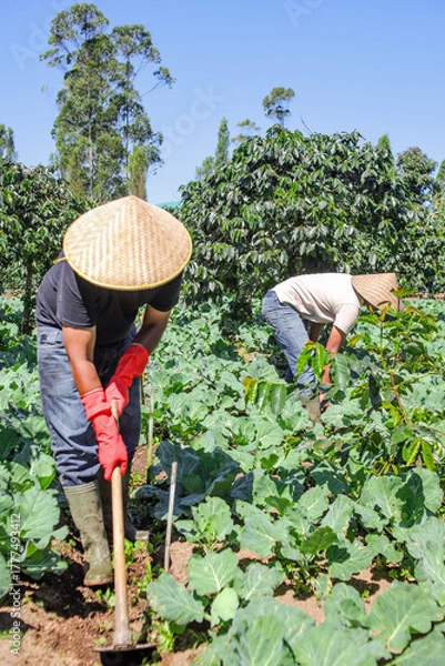 Fototapeta Farmers Tend Vibrant Crops in Sunlit Fields