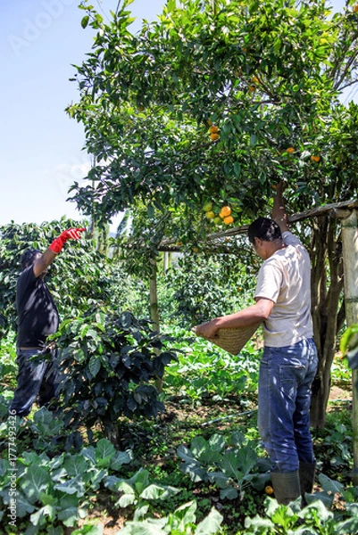 Fototapeta Two Farmers Harvest Fresh Oranges From Tree on Sunny Day at Orchard