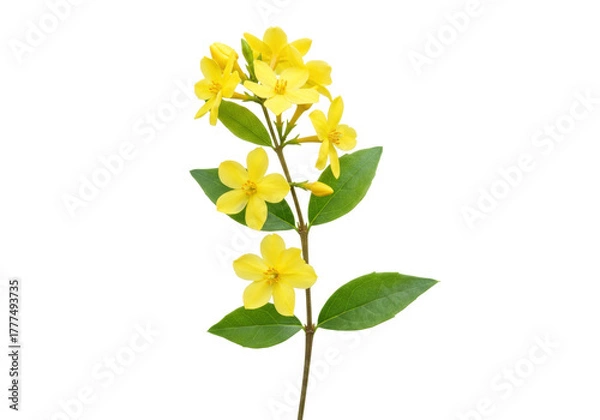 Obraz Isolated, a sprig of Winter Jasmine with yellow blossoms and green leaves growing on a branch
