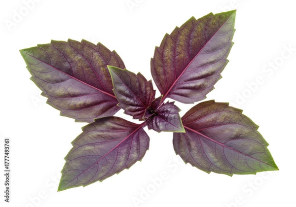 Obraz Isolated bunch of fresh purple basil leaves, vibrant color and crisp detail, herb ingredient