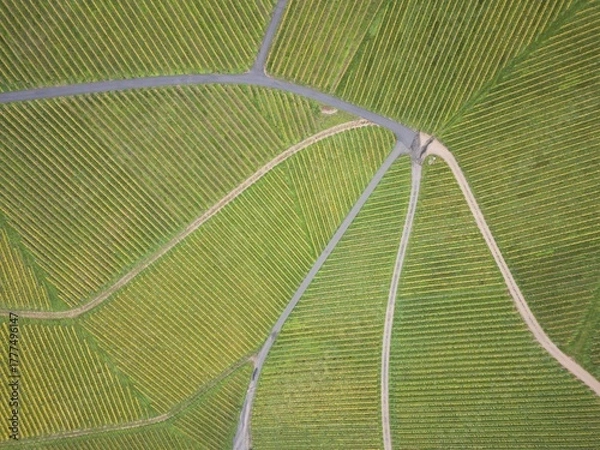 Obraz Vignes en automne