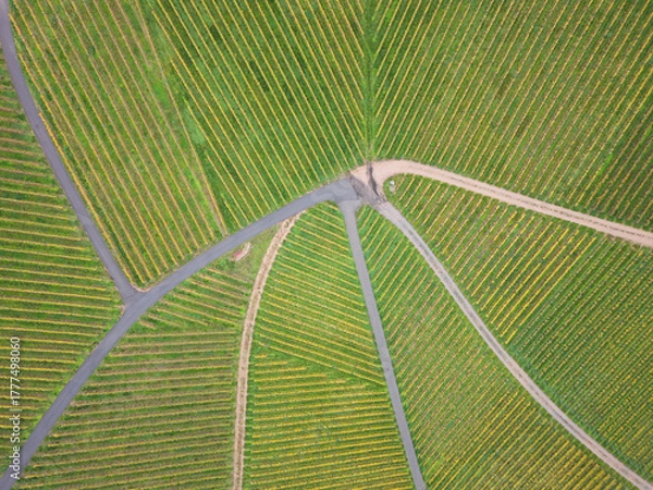 Obraz Vignes en automne