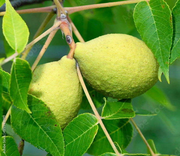 Fototapeta Pair of green and yellow walnuts ripening on the tree