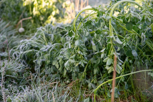 Fototapeta Frosted Clover Leaves in Morning Light