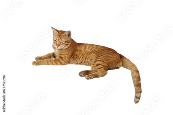 Fototapeta Close-up of a comfortable orange tabby cat lying down isolated on a transparent background png file.