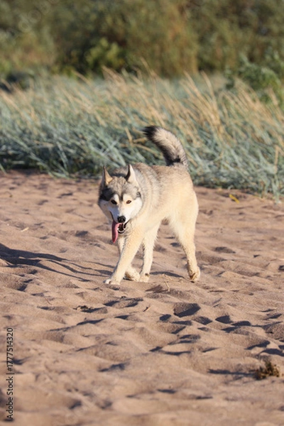Obraz A happy Siberian Husky or Alaskan Malamute dog running and playing freely on a sunny sandy beach with grass and water, tongue out