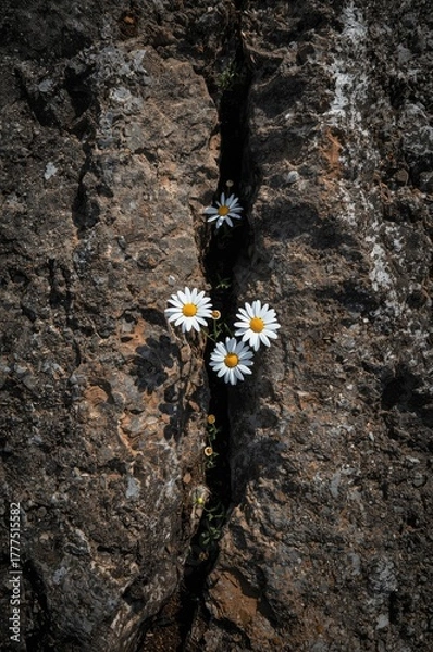 Fototapeta A striking top-down perspective captures the remarkable scene of several delicate white daisy-like flowers, with their vibrant yellow centers, triumphantly emerging and thriving within a deep, dark fi
