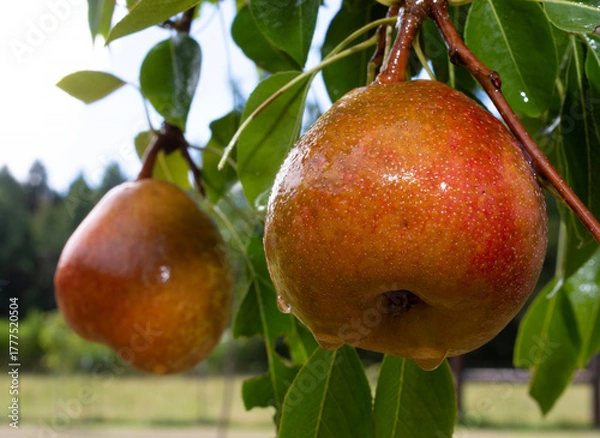 Fototapeta Ripe pears soaking wet and ready to pick