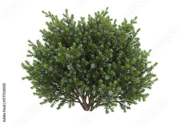 Fototapeta Evergreen shrub with blue berries juniper green foliage